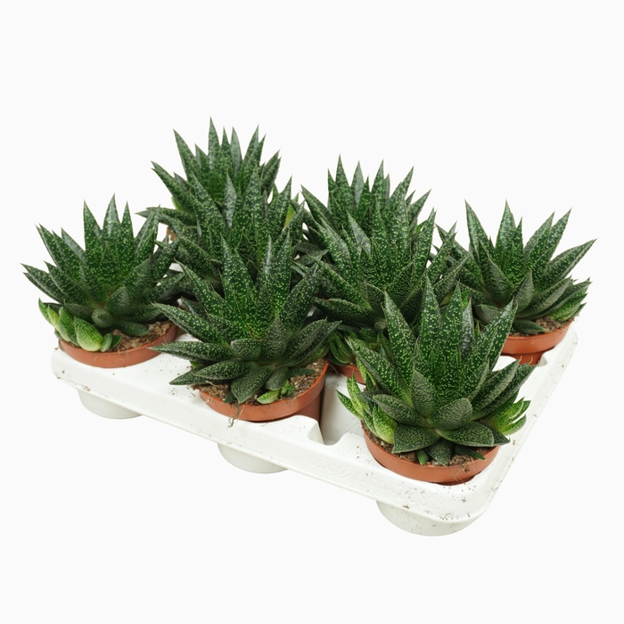 <h4>Gasteria D'due</h4>