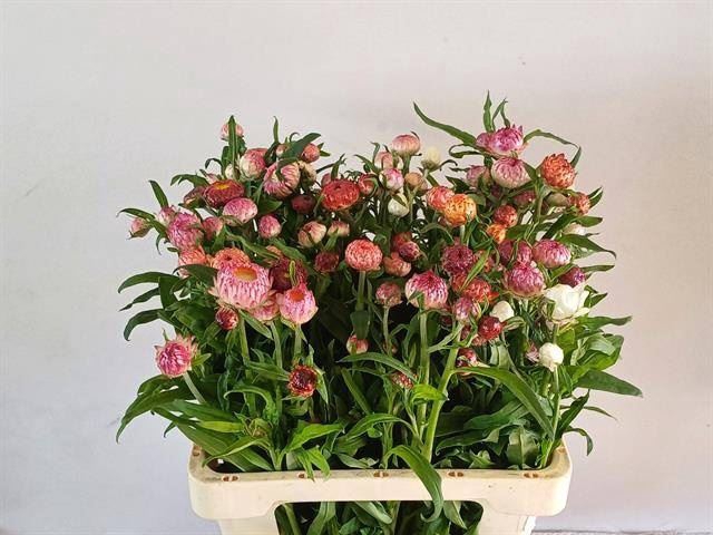 <h4>HELICHRYSUM OV</h4>