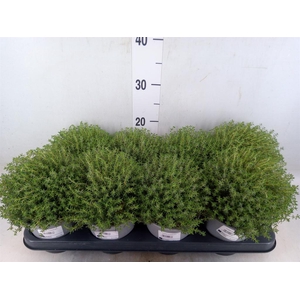 Thymus vulgaris 'Compactus'