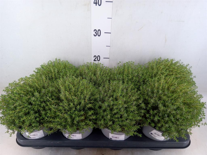 <h4>Thymus vulgaris 'Compactus'</h4>