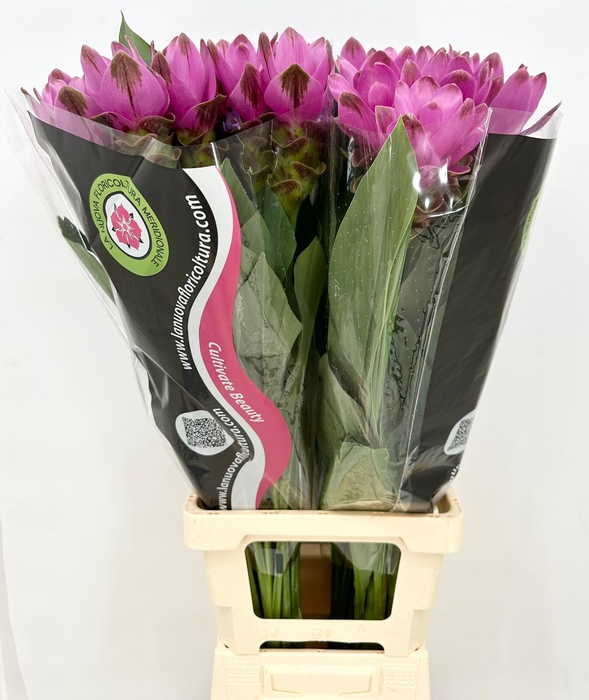 <h4>Curcuma Cerise</h4>