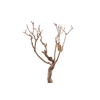 Syringa Branch Extra Fongueuse