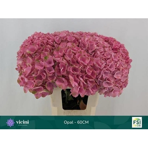 Hydr Opal 60 cm Vicini