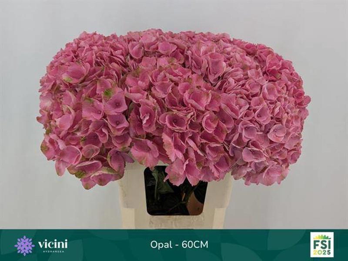 <h4>Hydr Opal 60 cm Vicini</h4>