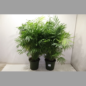 Chamaed Elegans