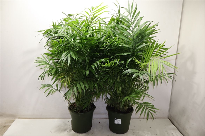 <h4>Chamaed Elegans</h4>