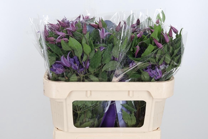 <h4>Clem Amazing Rome</h4>