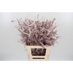 Grevilea Ivanhoe Kl Bh Champagne