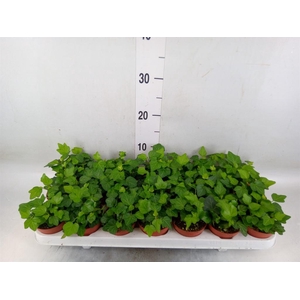 Hedera helix 'Wonder'