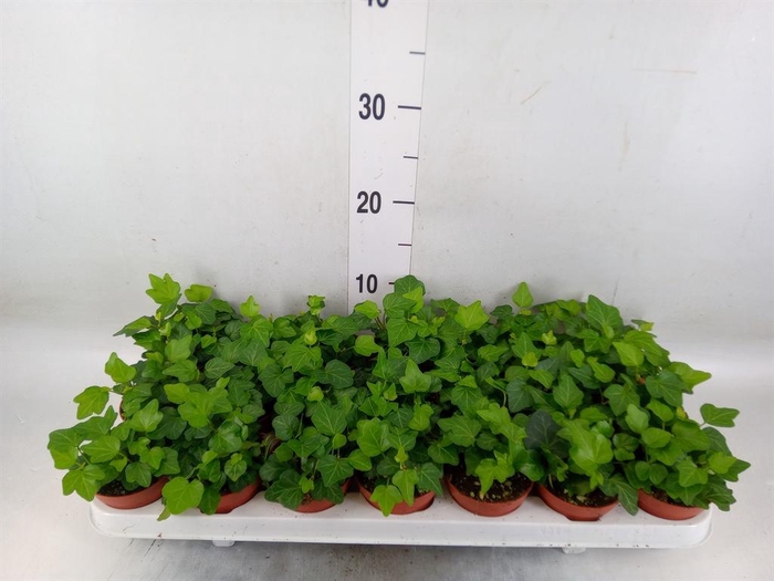 <h4>Hedera helix 'Wonder'</h4>