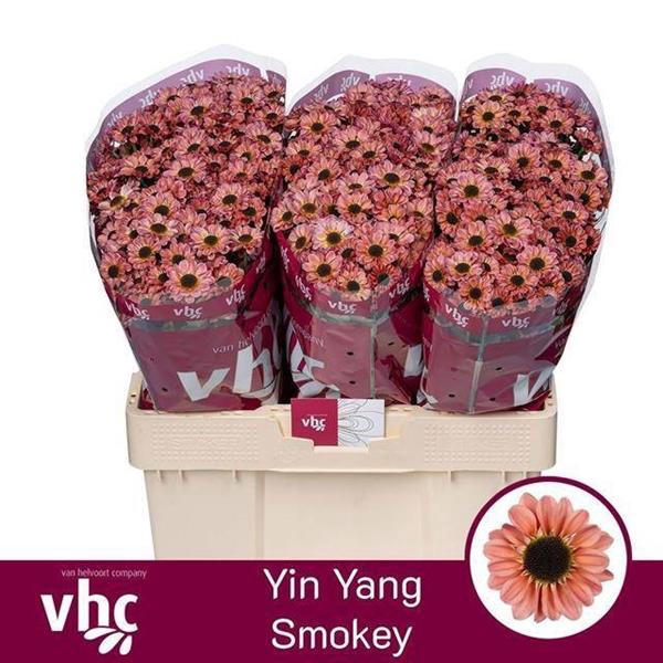 <h4>CHR SAN YI YAN SMOKEY</h4>