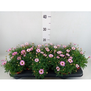 Argyranthemum  'La Rita Pink'