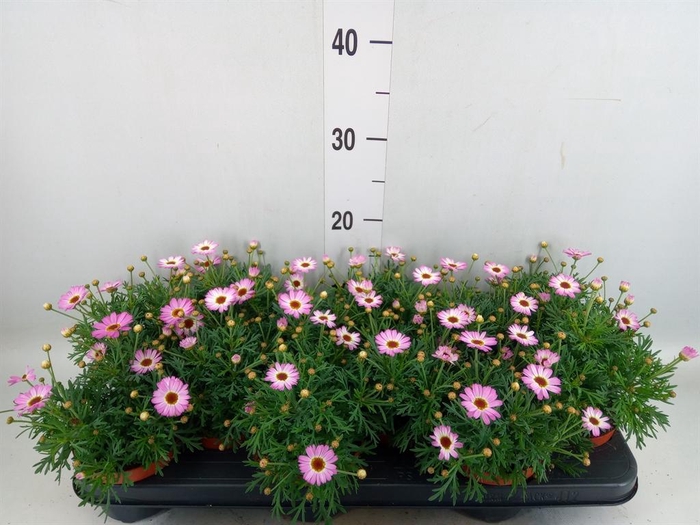 <h4>Argyranthemum  'La Rita Pink'</h4>