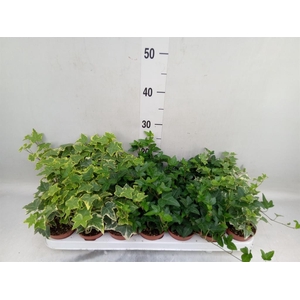 Hedera   ...mix