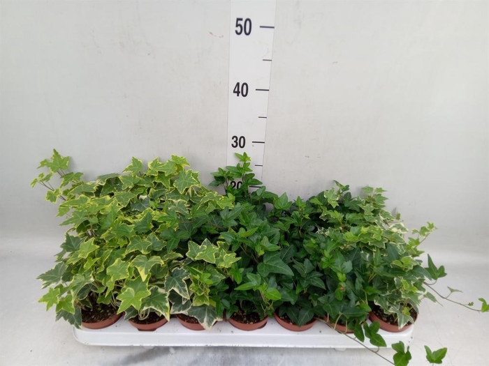 <h4>Hedera   ...mix</h4>