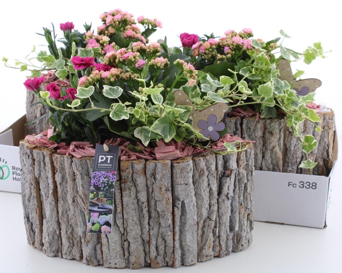 <h4>ARR TUINPLANTEN</h4>