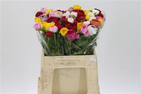 <h4>Ran El Gem In Bos</h4>