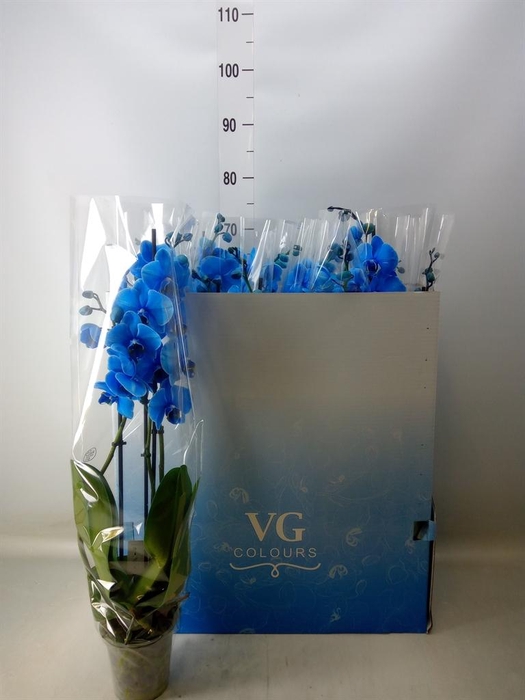 <h4>Phalaenopsis   ...</h4>