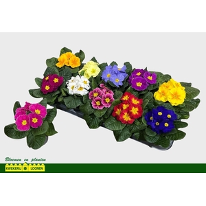 PRIM AC PARADISO GEM