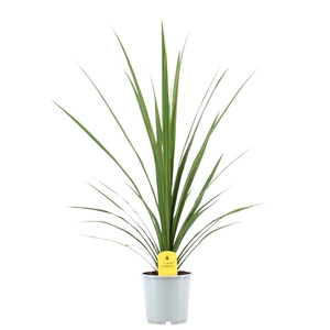 Cordyline Peko