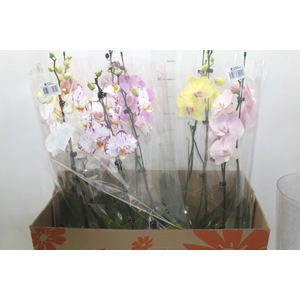 PHALAENOPSIS P15 2 HT