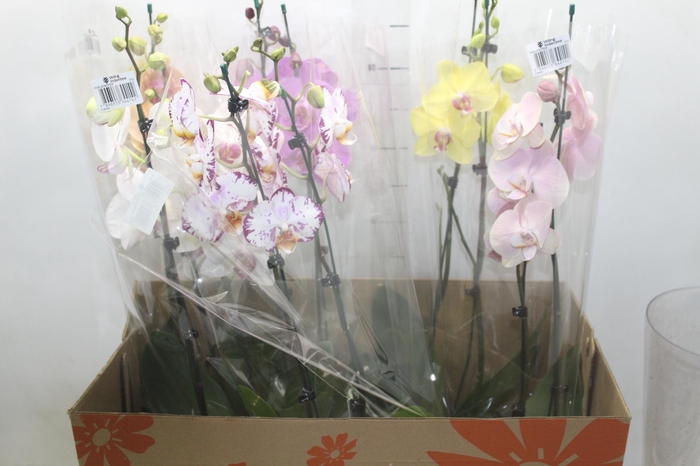 <h4>PHALAENOPSIS P15 2 HT</h4>