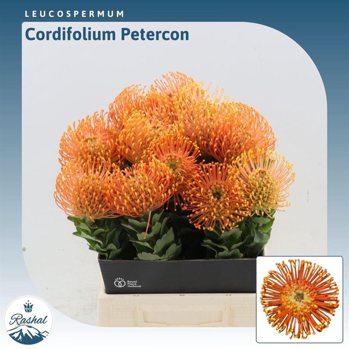 <h4>Leucospermum Peter Cone</h4>