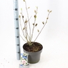 Hibiscus syriacus