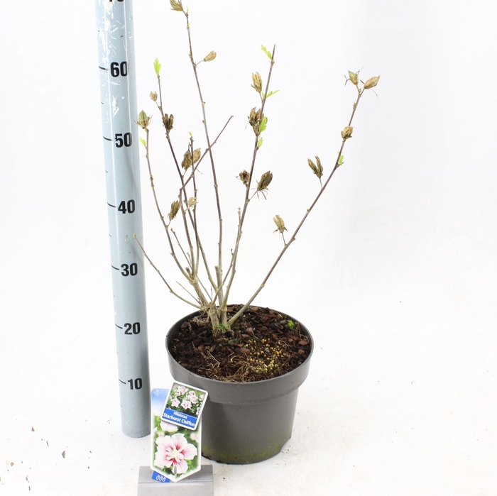 <h4>Hibiscus syriacus</h4>