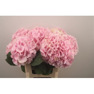Hydr M Verena Pink