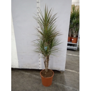 Dracaena marg. 'Bicolor'