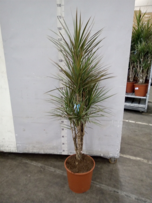 <h4>Dracaena marg. 'Bicolor'</h4>