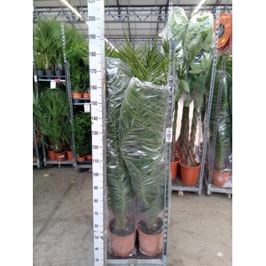 Phoenix canariensis