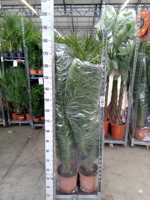 <h4>Phoenix canariensis</h4>