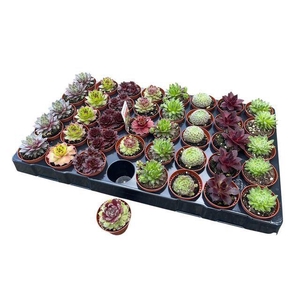 Sempervivum   ...mix