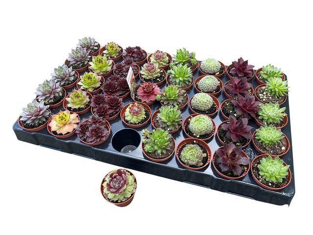 <h4>Sempervivum   ...mix</h4>