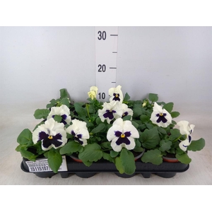 Viola wr. 'Colossus White wBlotch'
