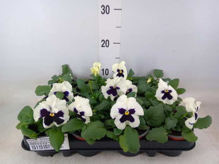 <h4>Viola wr. 'Colossus White wBlotch'</h4>