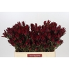Leucadendron Blush Spray