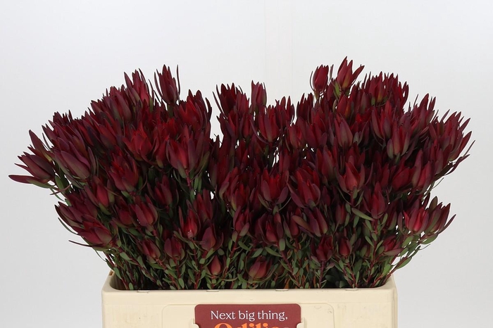 Leucadendron Blush Spray