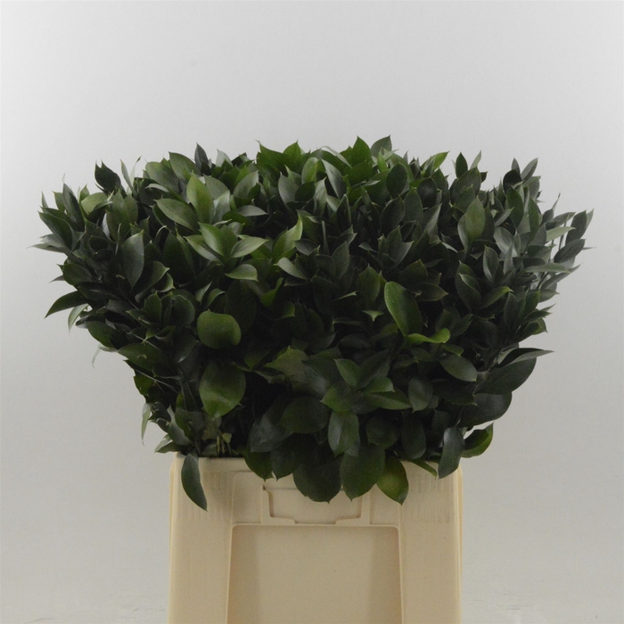 <h4>Ruscus Hypophyllum</h4>