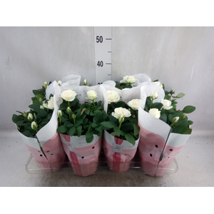 Rosa  'Amorosa Infinity White'