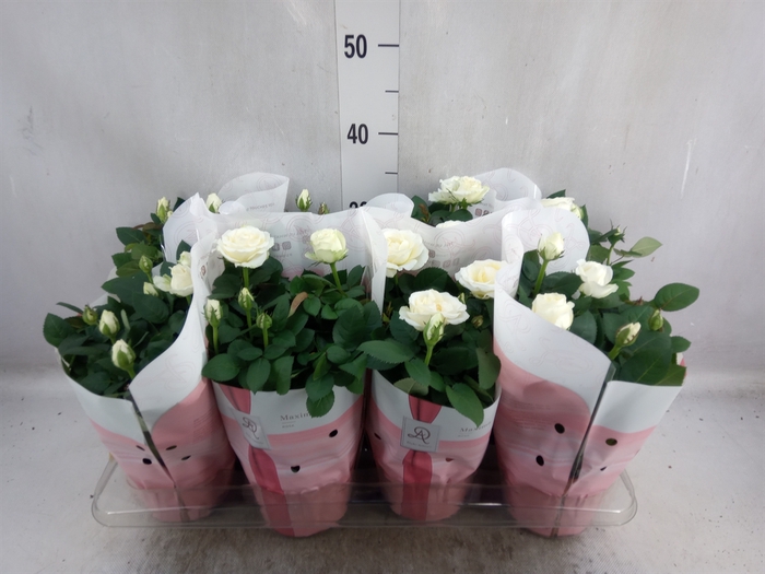 <h4>Rosa  'Amorosa Infinity White'</h4>