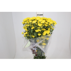 CRISANTEMO SANTINI REJUMBO 080 CM