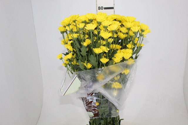 <h4>CRISANTEMO SANTINI REJUMBO 080 CM</h4>