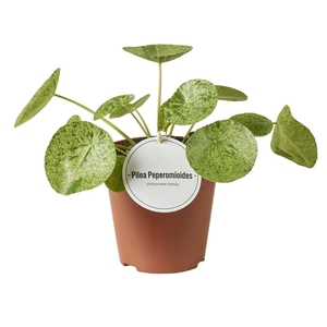 Pilea