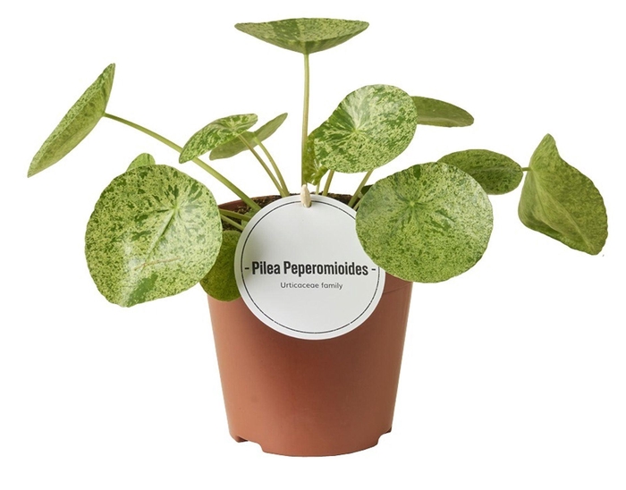 <h4>Pilea</h4>