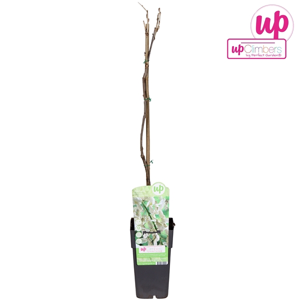 <h4>Wisteria floribunda Alba P15</h4>