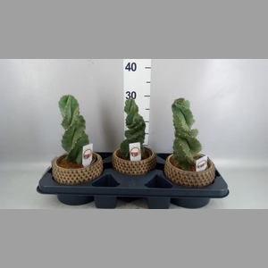 Cereus   ...