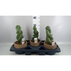 Cereus   ...